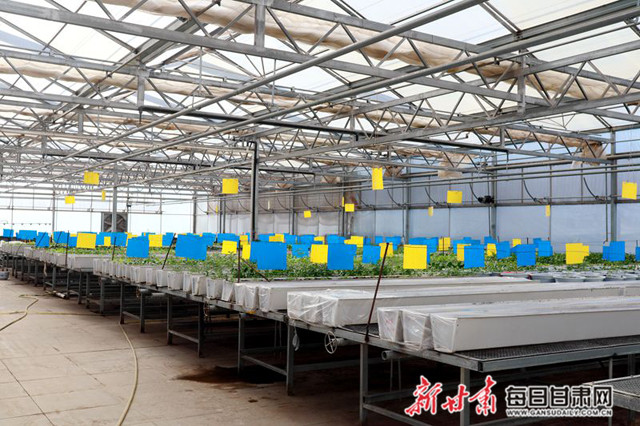 河北抚宁：智慧农业尽显“科技范”