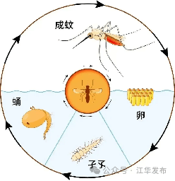 登革热的预防与治疗：保护健康，共同抵御病毒
